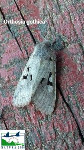 Orthosia gothica